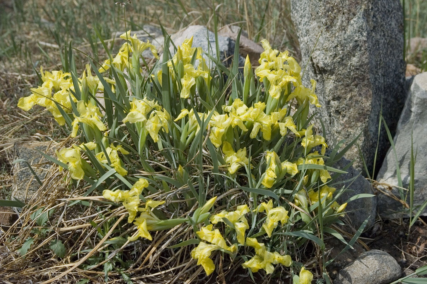 Image of Iris humilis specimen.