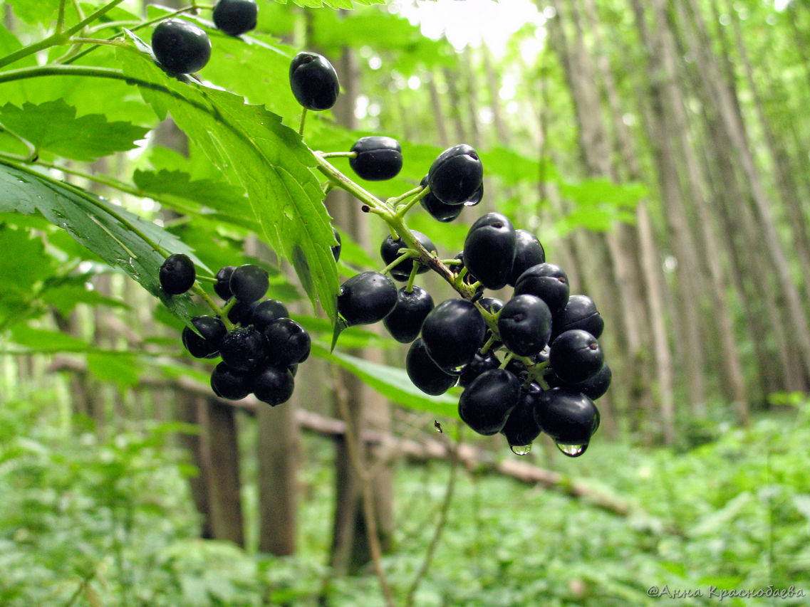 Image of Actaea spicata specimen.