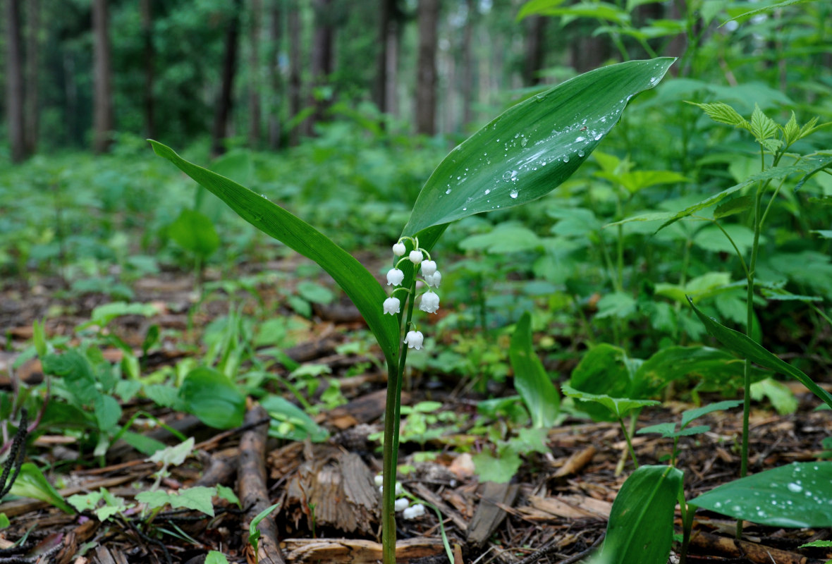 Image of Convallaria majalis specimen.