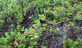 Cotoneaster cinnabarinus