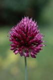 Allium sphaerocephalon