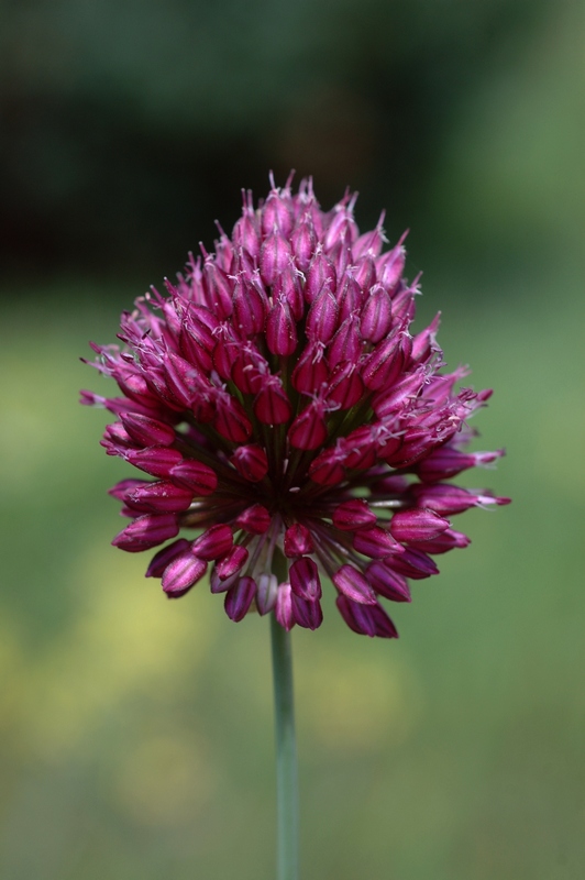 Image of Allium sphaerocephalon specimen.