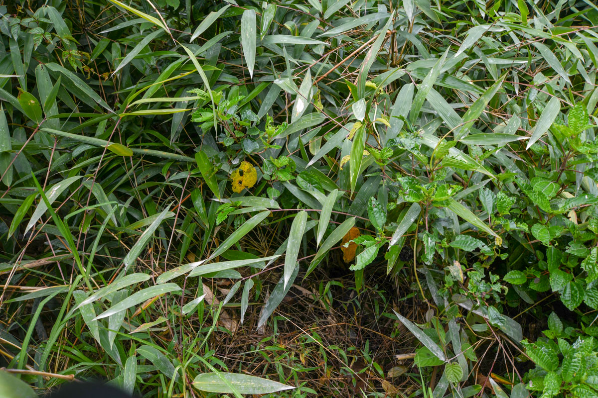 Изображение особи семейство Poaceae.