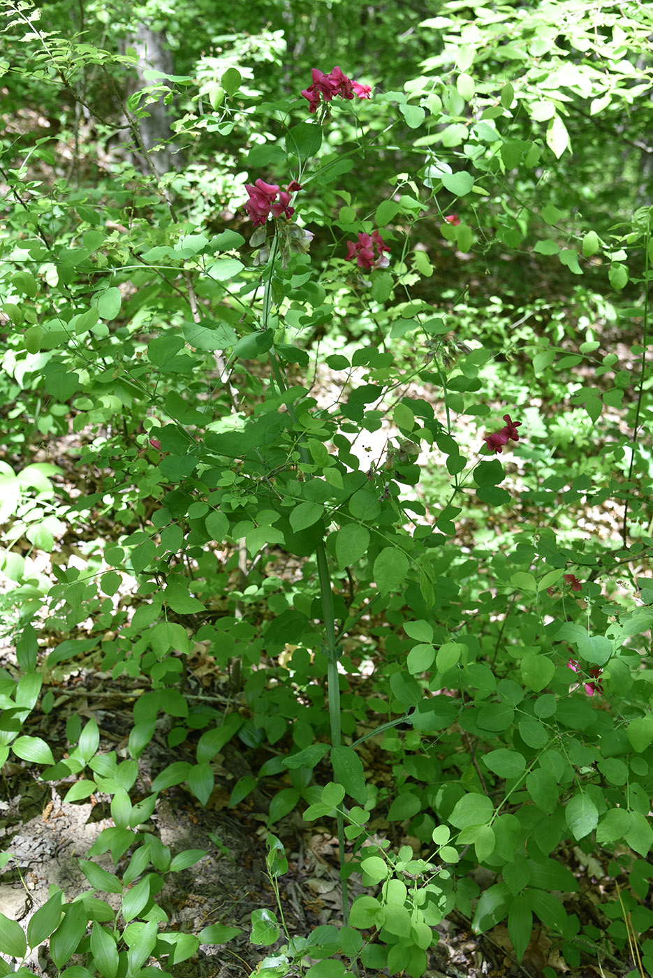 Image of Lathyrus rotundifolius specimen.