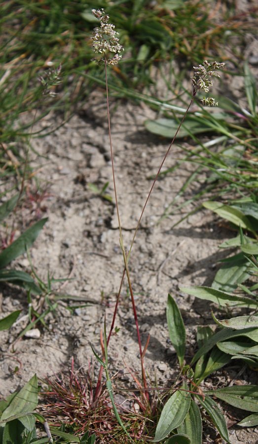 Image of Poa compressa specimen.