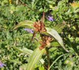 Gentiana macrophylla