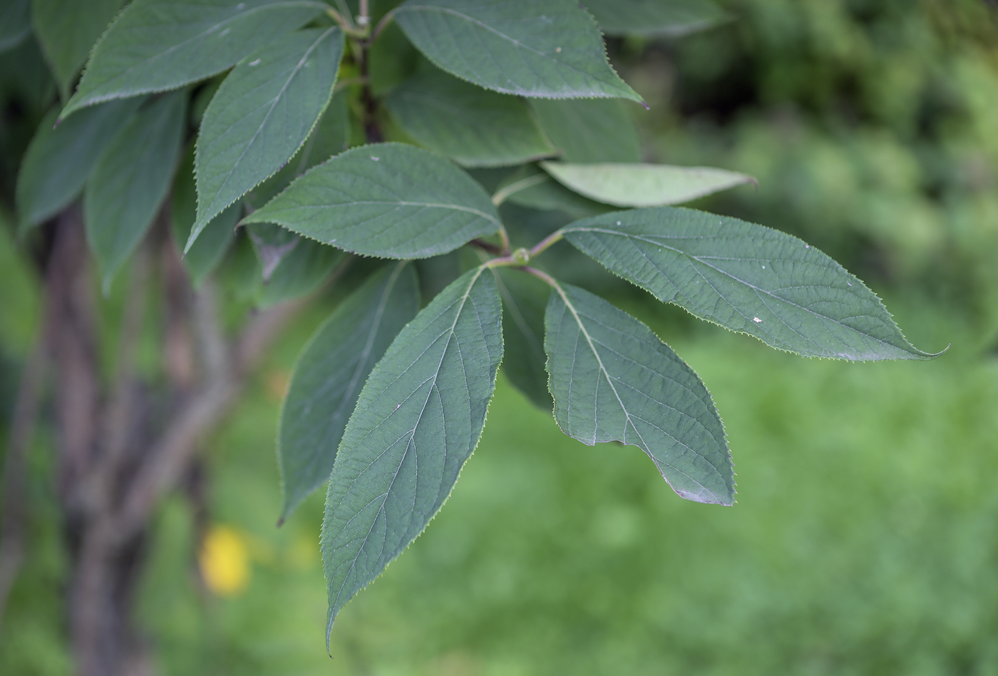 Image of Hydrangea heteromalla specimen.