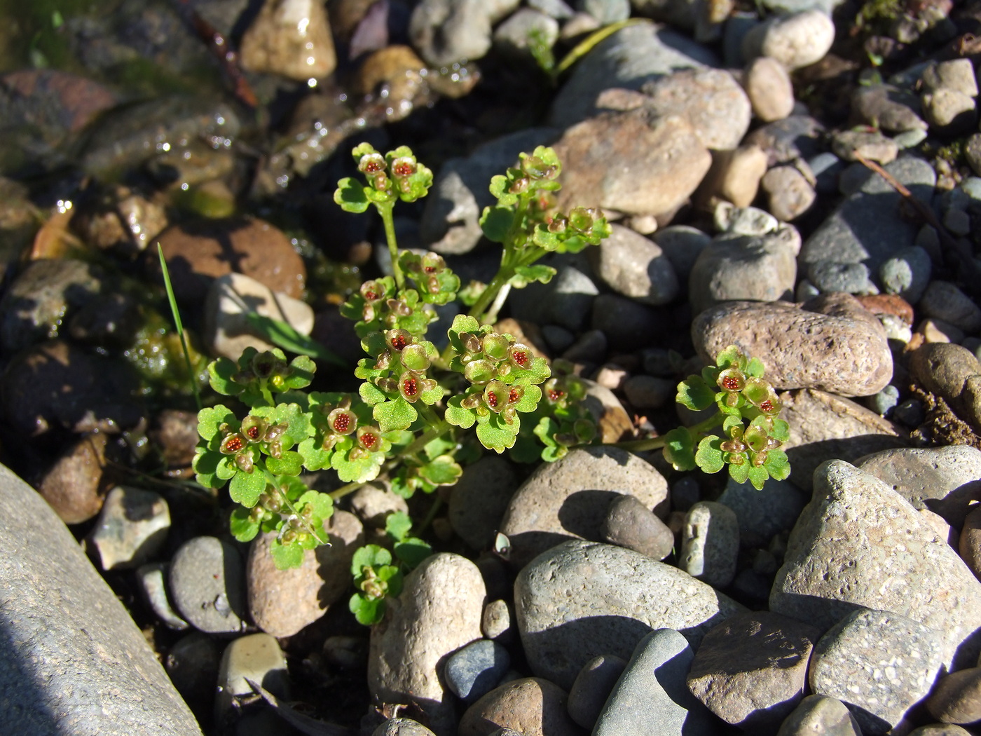 Image of Chrysosplenium tetrandrum specimen.