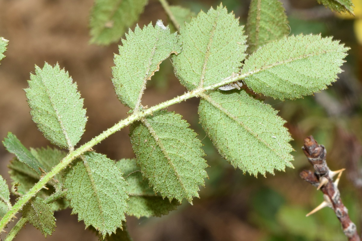 Image of Rosa kokanica specimen.