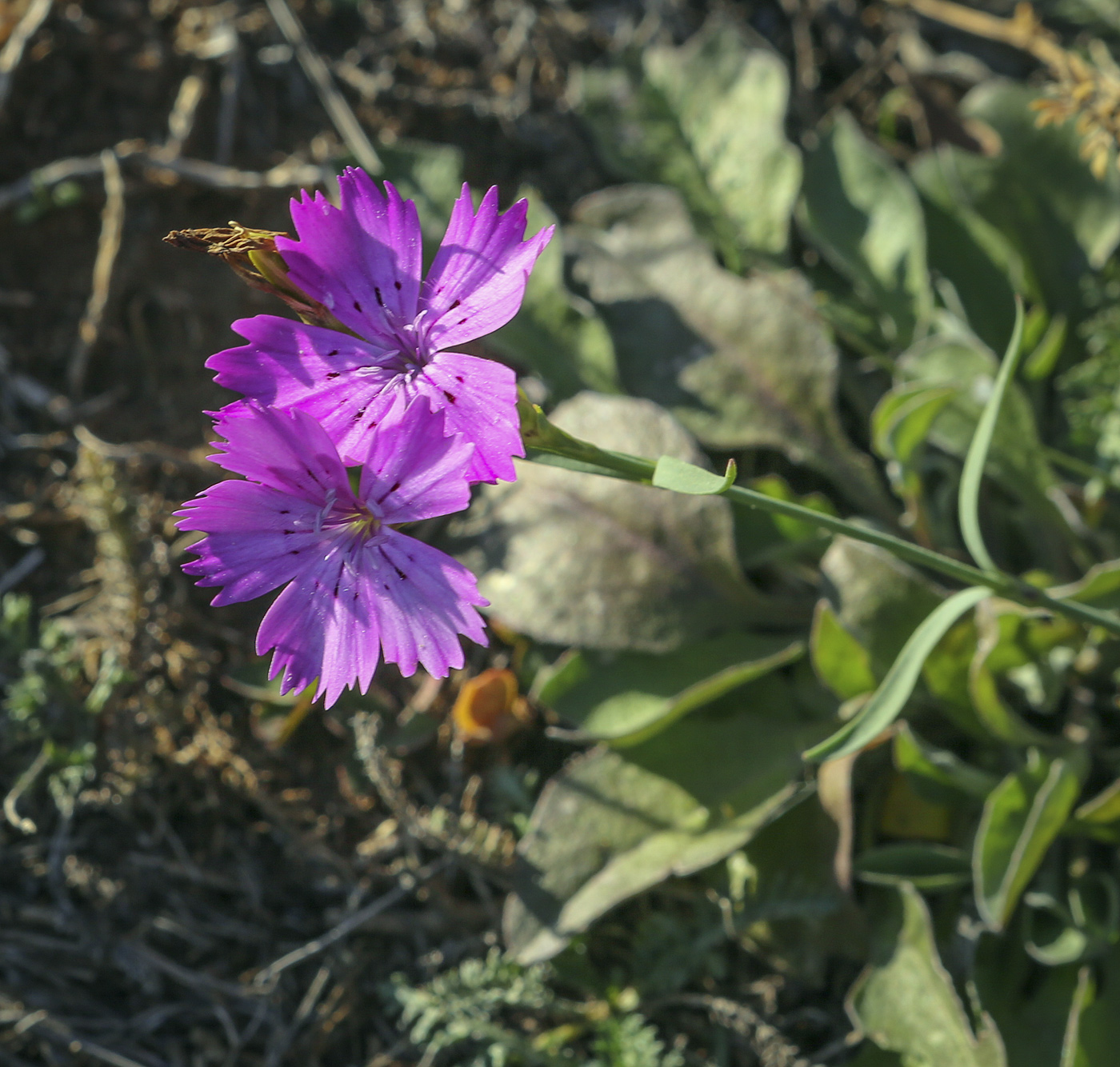 Image of Dianthus versicolor specimen.