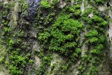 Смотреть изображение род Orthotrichum