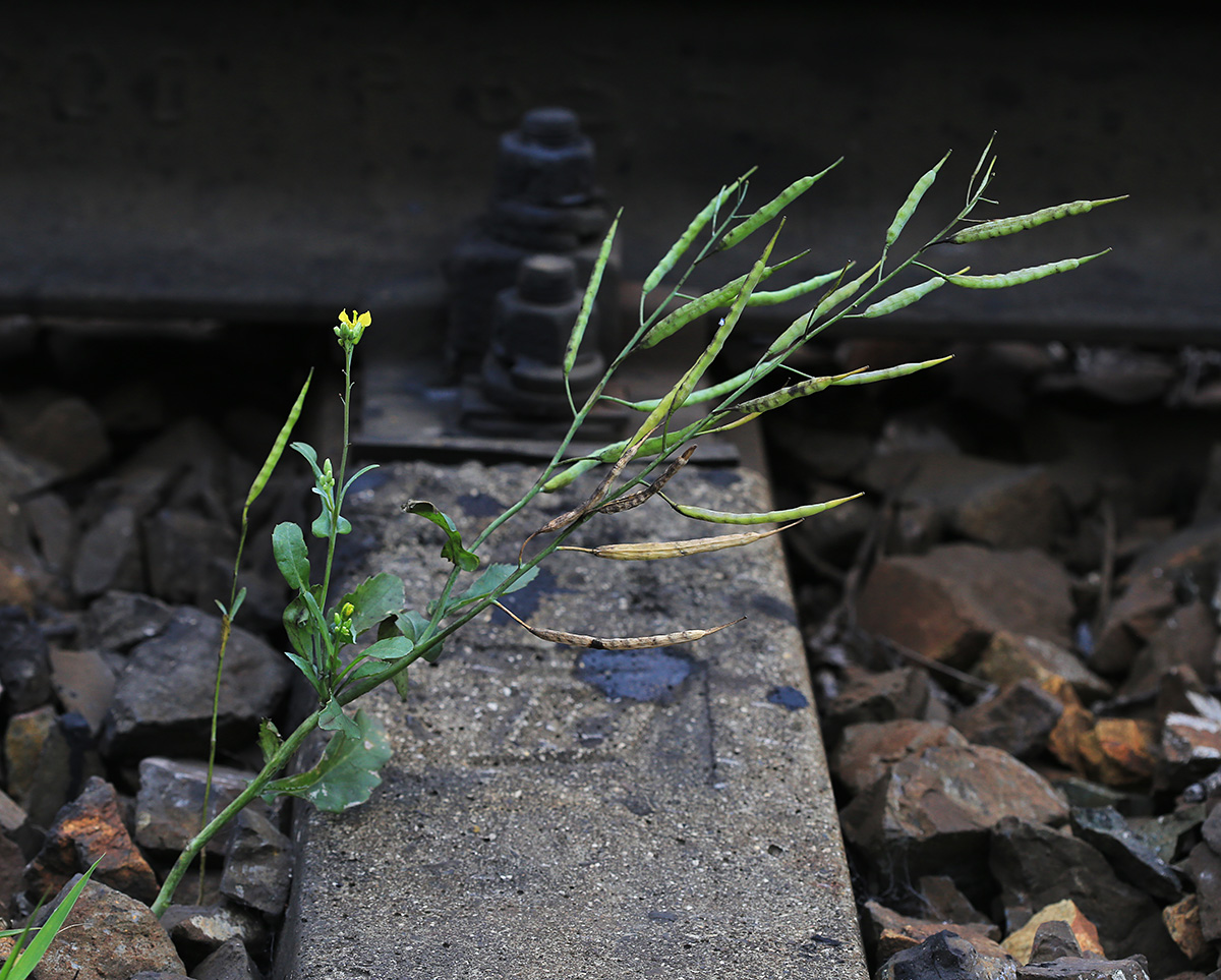 Image of Brassica napus specimen.