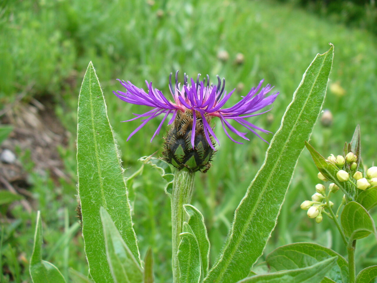 Изображение особи Centaurea triumfettii ssp. axillaris.