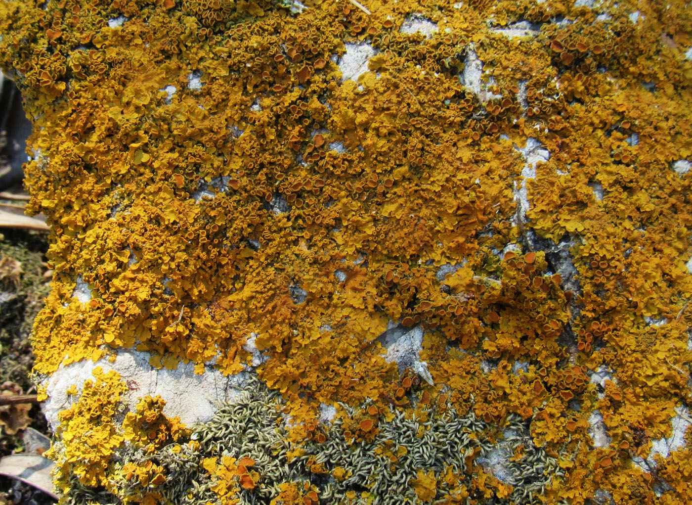 Image of Xanthoria parietina specimen.