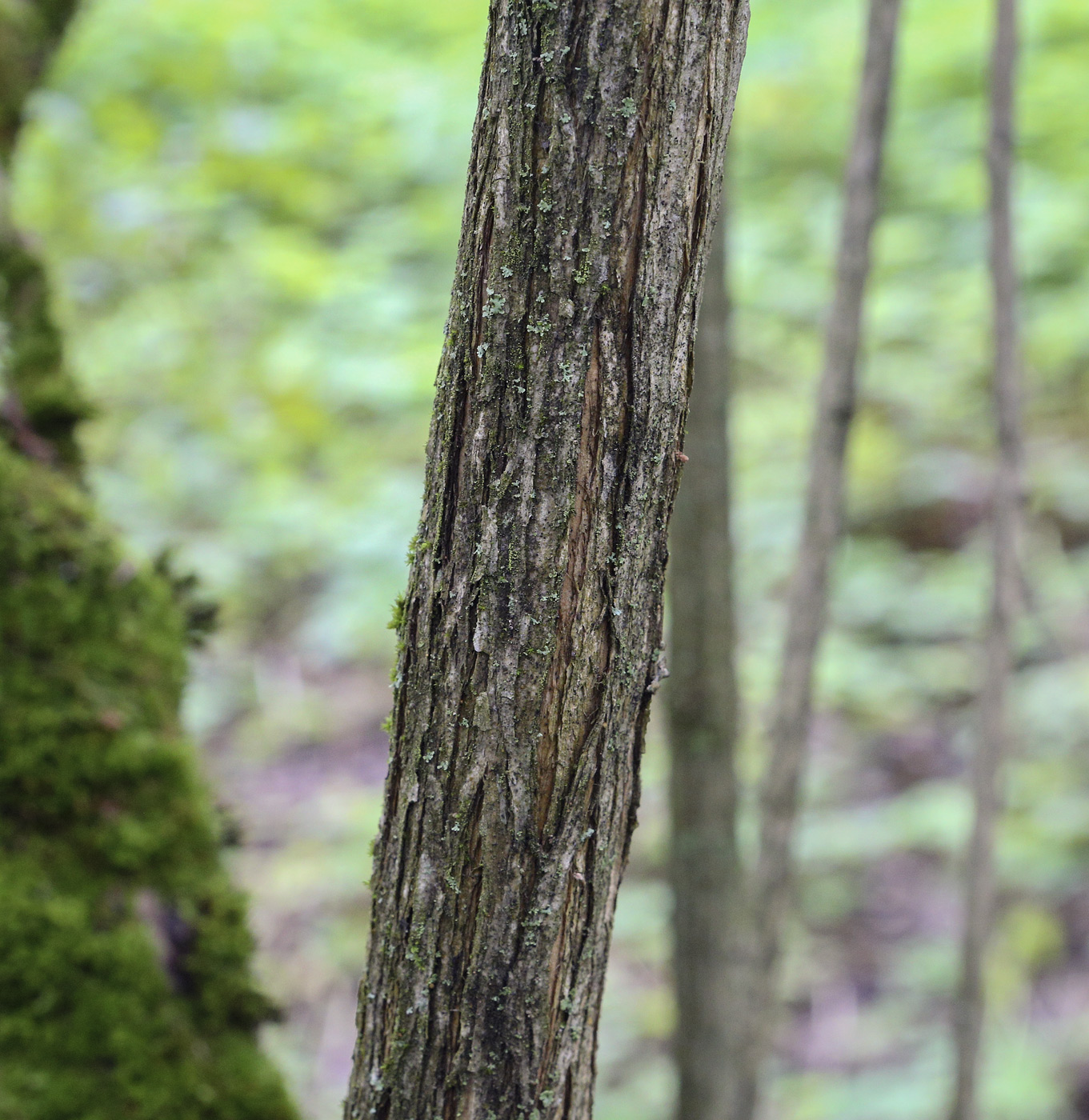 Image of Lonicera tatarica specimen.