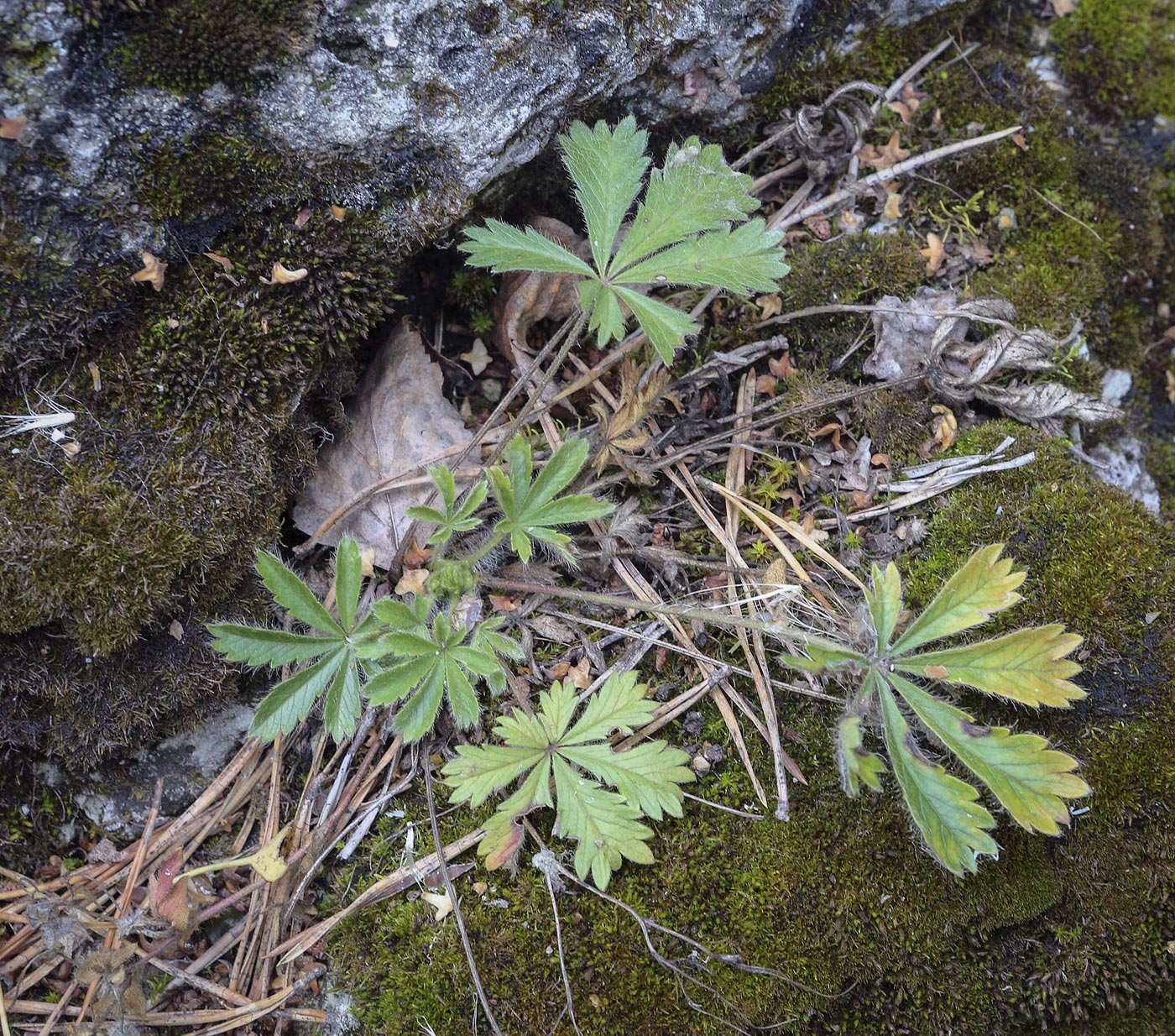 Image of Potentilla humifusa specimen.