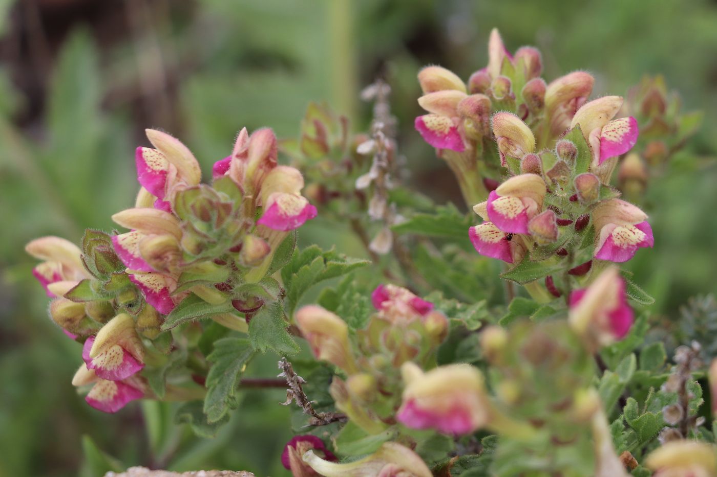 Image of Scutellaria adsurgens specimen.