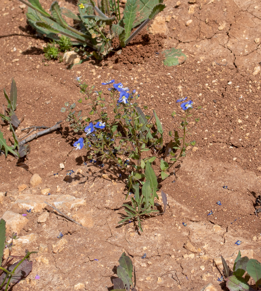 Image of Veronica persica specimen.