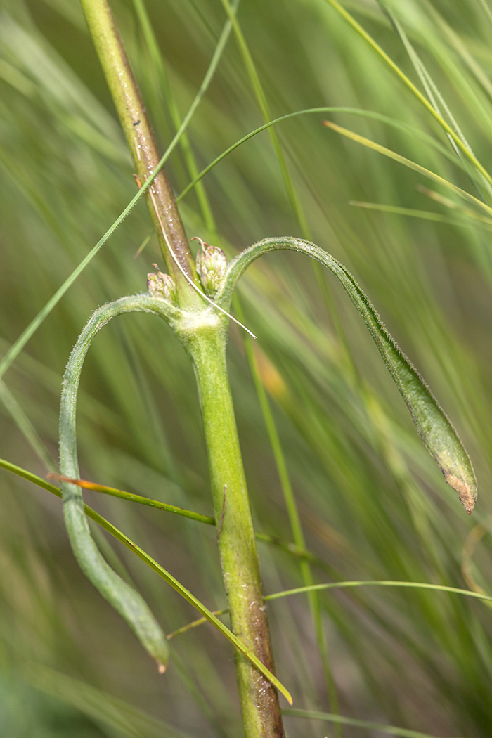 Image of Silene chersonensis specimen.