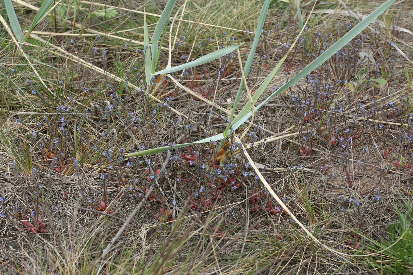 Image of Myosotis micrantha specimen.