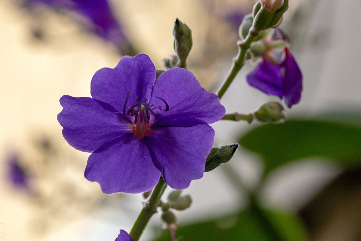 Image of Tibouchina urvilleana specimen.