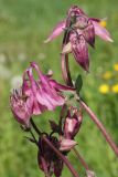 Aquilegia vulgaris. Цветки и бутоны (культивар). Ленинградская обл., Гатчинский р-н, окр. пос. Пудость, заброшенный травертиновый карьер, сухой луг, обочина грунтовой дороги. 11.06.2022.