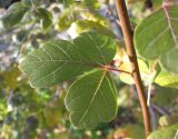 Смотреть изображение Rhus trilobata