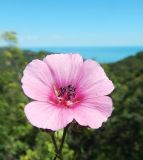 Смотреть изображение Althaea cannabina