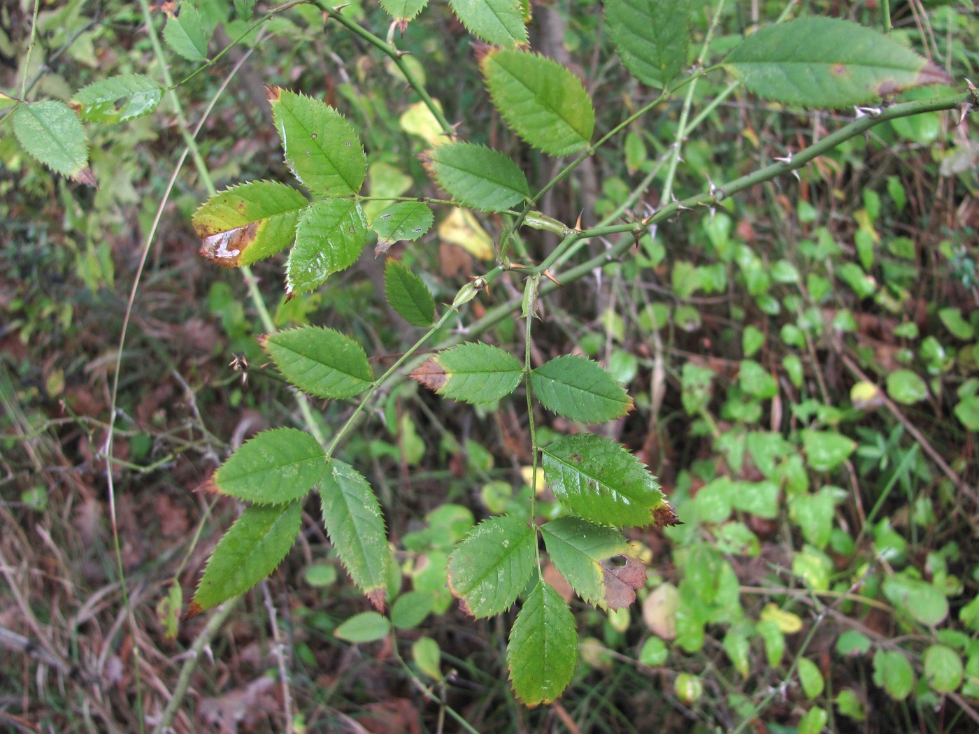 Image of genus Rosa specimen.