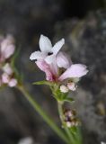 Asperula abchasica. Цветок и бутоны. Ингушетия, Джейрахский р-н, окр. перевала Цей-Лоам, ≈ 2200 м н.у.м. 23 июня 2022 г.
