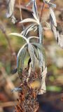 Buddleja davidii. Часть ветви с соплодием. Ростовская обл., г. Таганрог, в Городском парке. 18.01.2023.