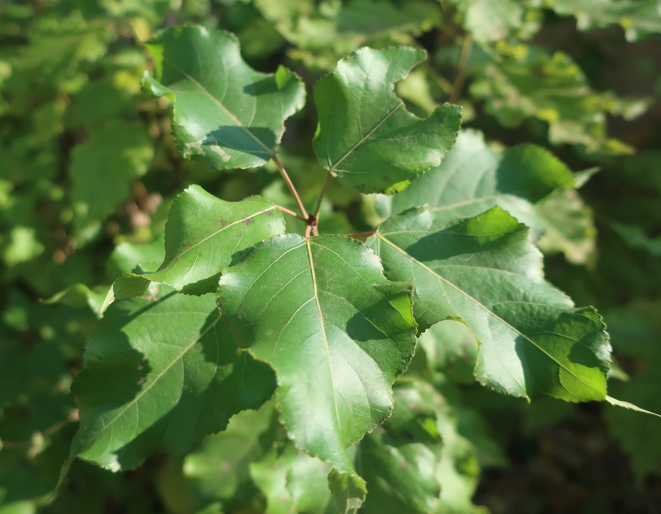 Изображение особи Populus &times; berolinensis.