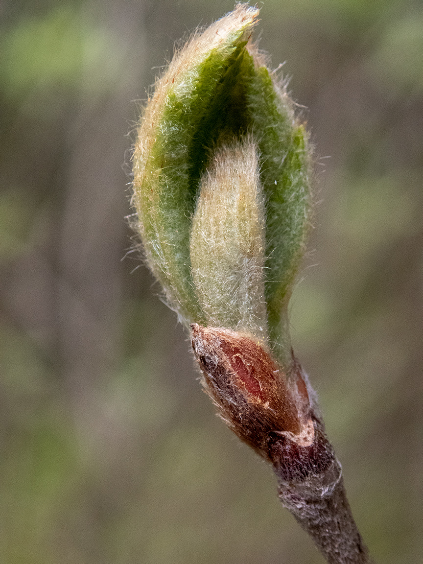 Image of Sorbus aucuparia specimen.