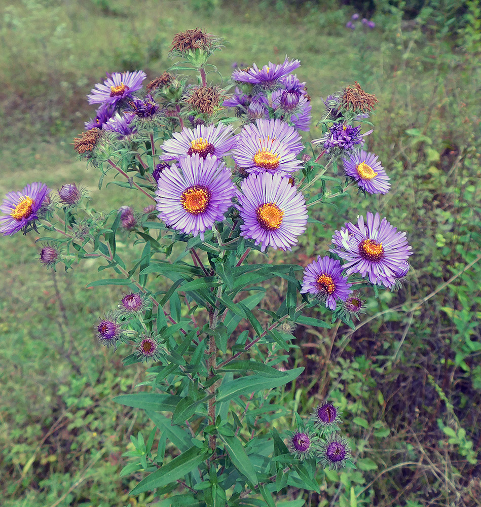 Image of Symphyotrichum novae-angliae specimen.