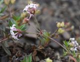 Asperula cristata. Верхушка цветущего растения. Республика Ингушетия, Джейрахский р-н, окр. альплагеря \"Кязи\", выс. 1920 м н.у.м, мелко-каменистый участок. 22 июля 2022 г.