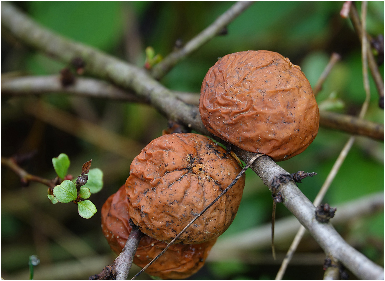 Image of Chaenomeles japonica specimen.