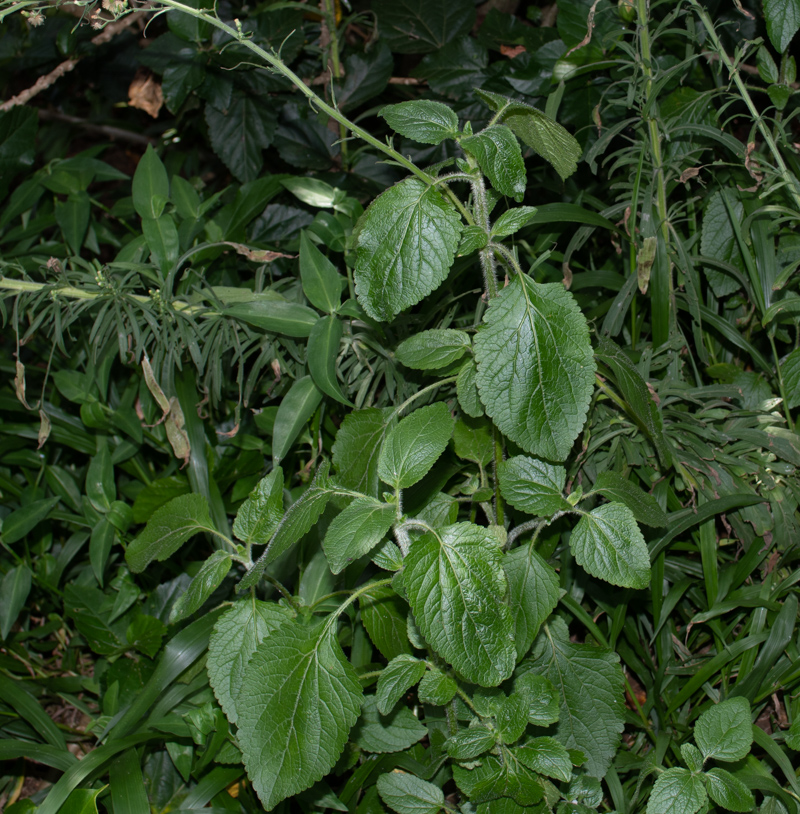 Image of Ageratum houstonianum specimen.