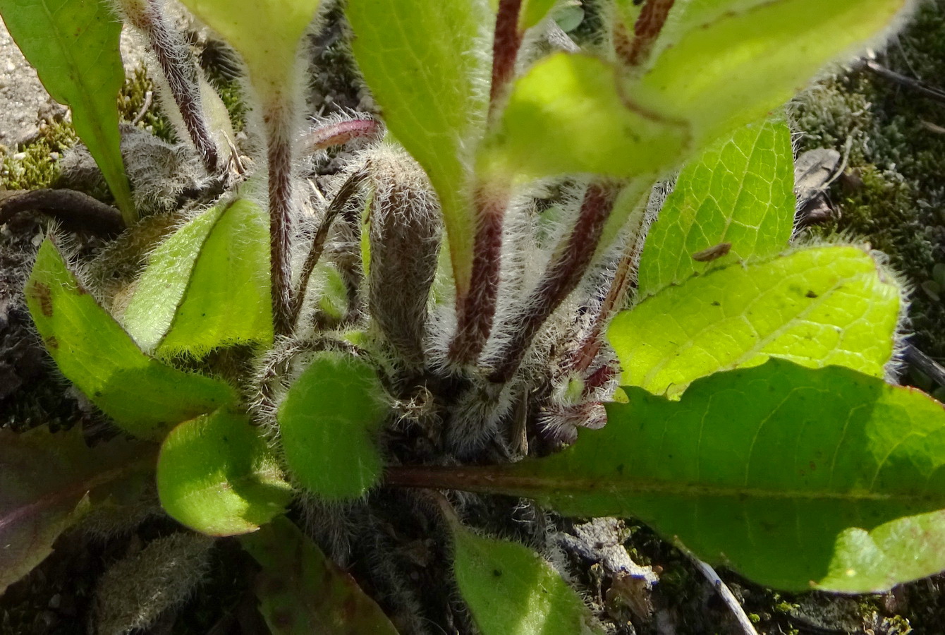 Image of Rudbeckia hirta specimen.