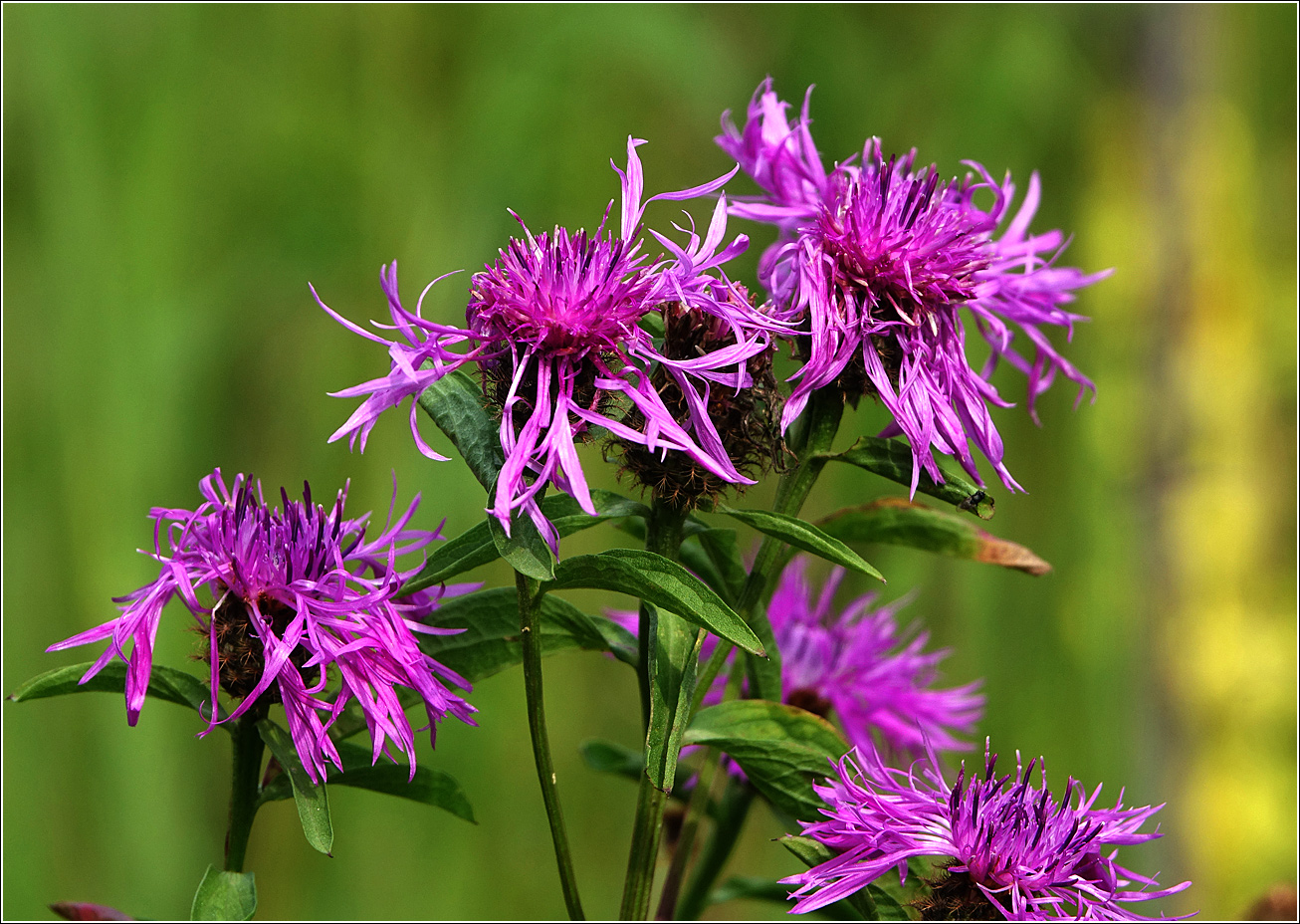 Изображение особи Centaurea phrygia.