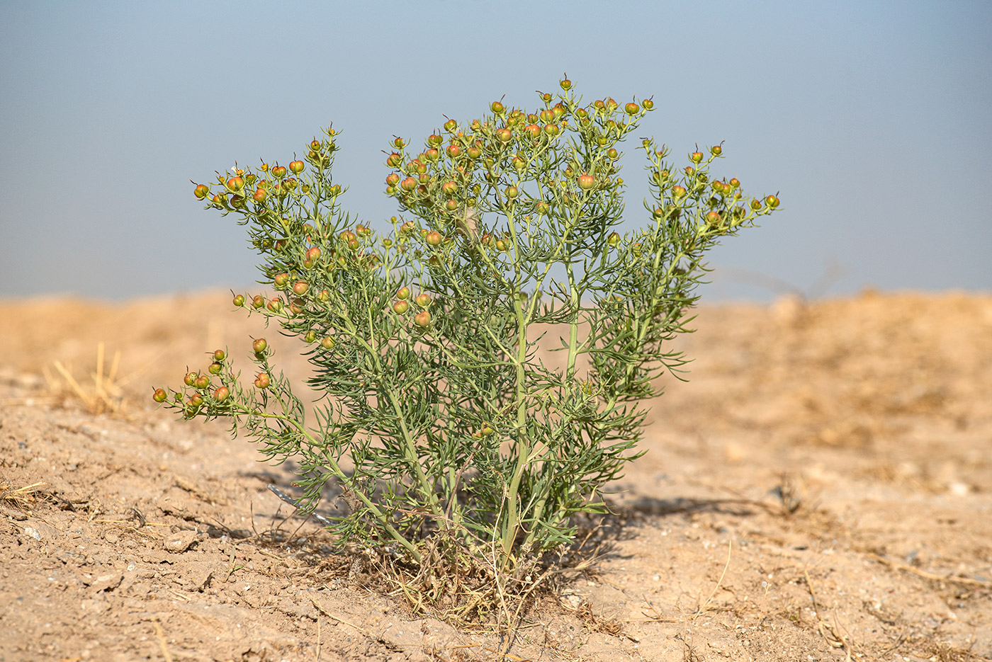 Image of Peganum harmala specimen.