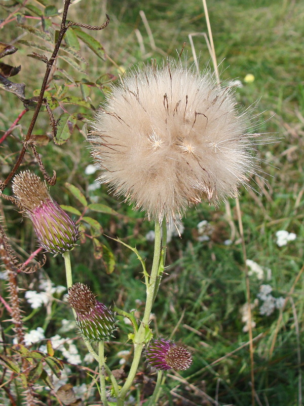 Изображение особи Cirsium pendulum.