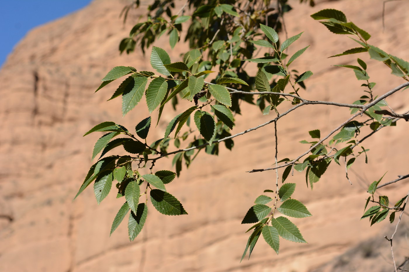 Image of Ulmus pumila specimen.