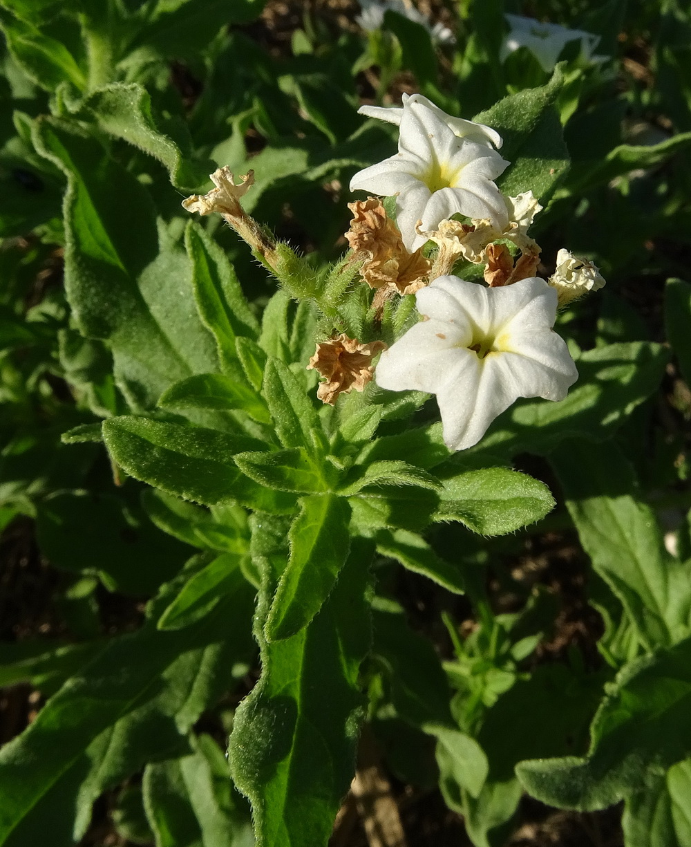 Image of Argusia sibirica specimen.