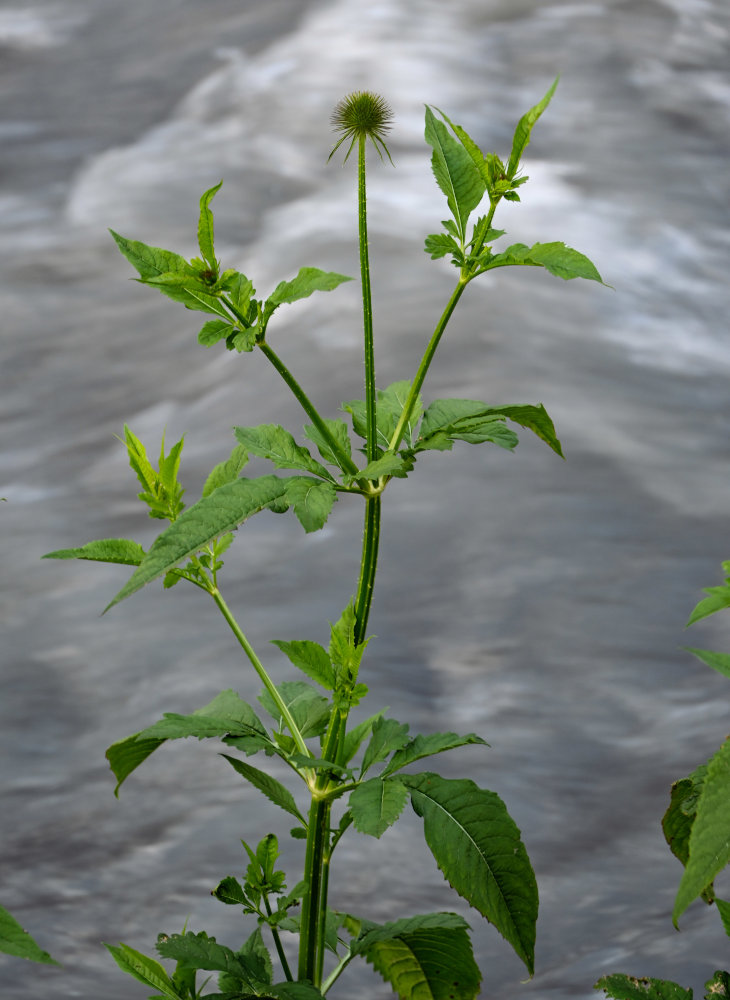 Image of Dipsacus strigosus specimen.