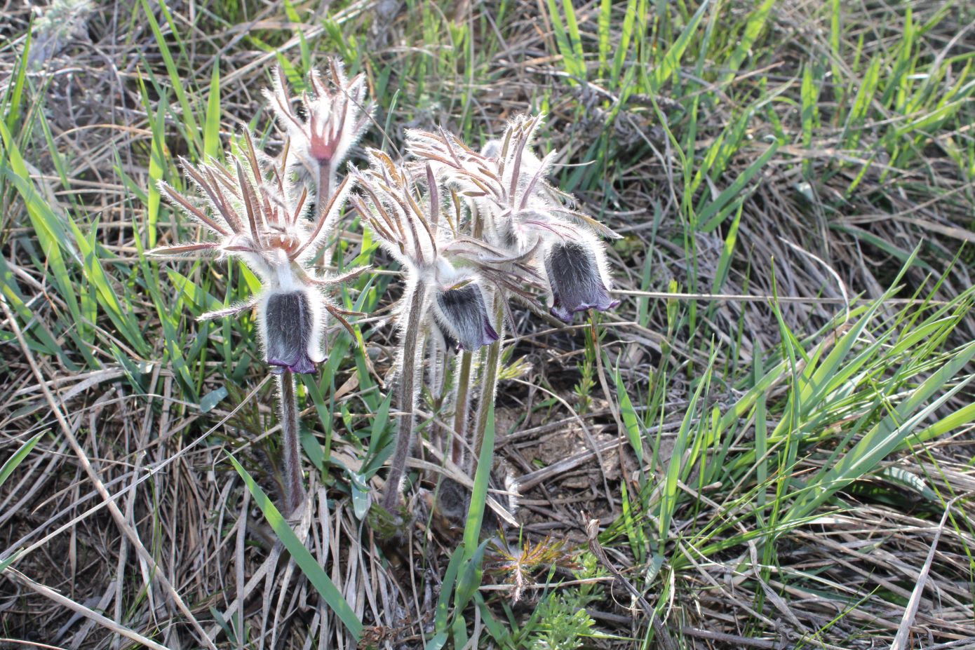 Изображение особи Pulsatilla pratensis.