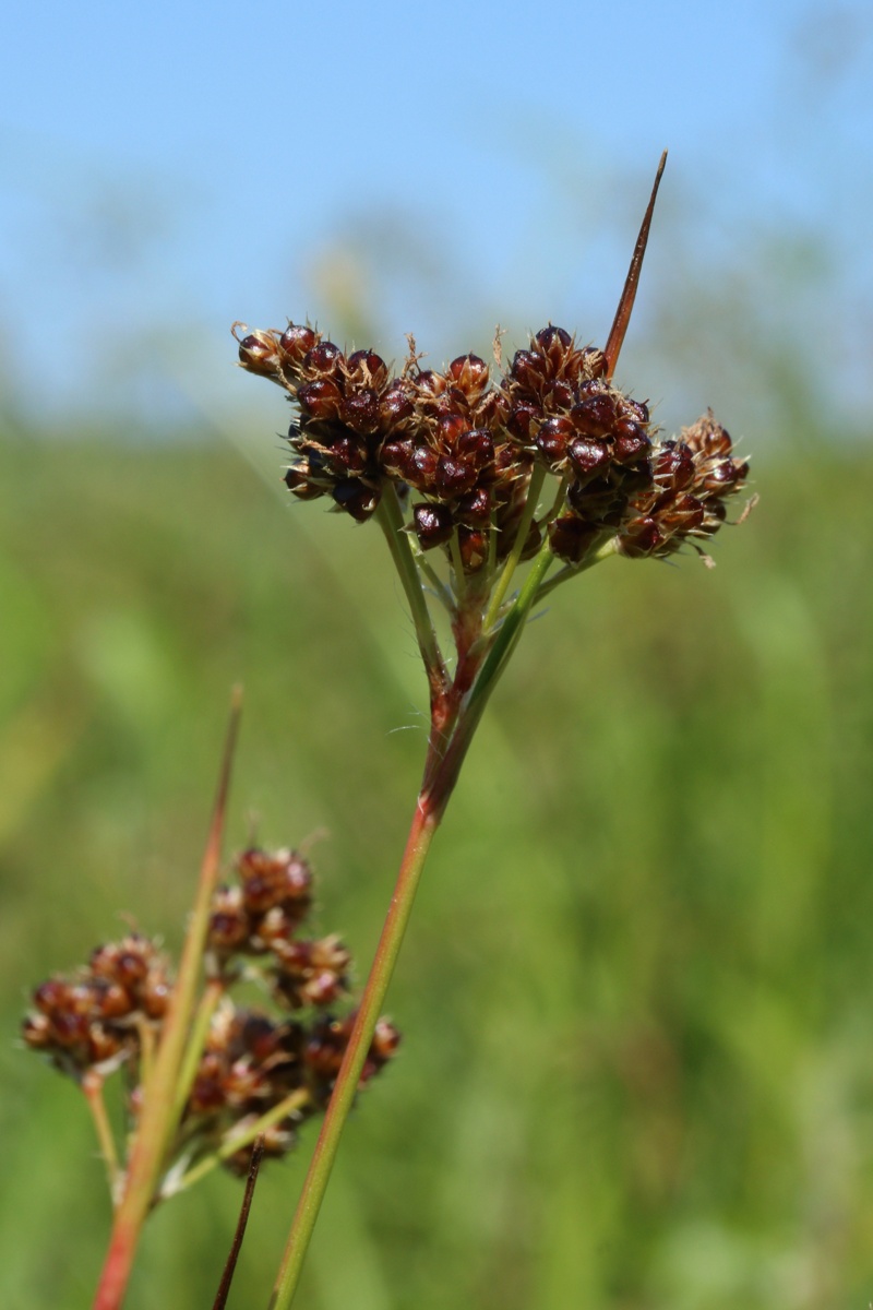 Image of Luzula multiflora specimen.