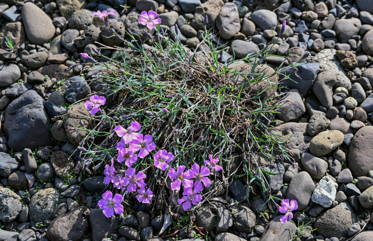 Image of Dianthus repens specimen.