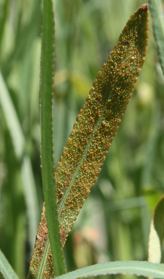 Изображение особи Falcaria vulgaris.