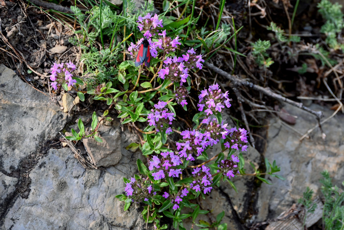 Image of genus Thymus specimen.