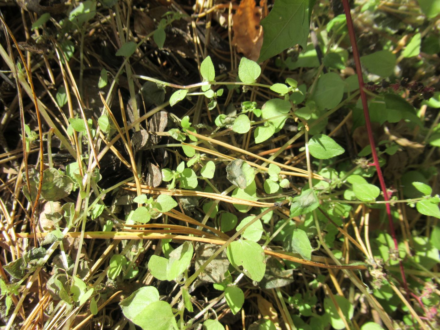 Image of Parietaria micrantha specimen.